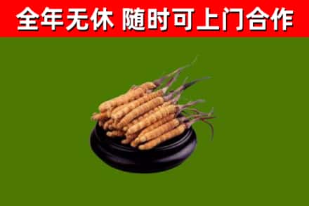清镇市回收散虫草